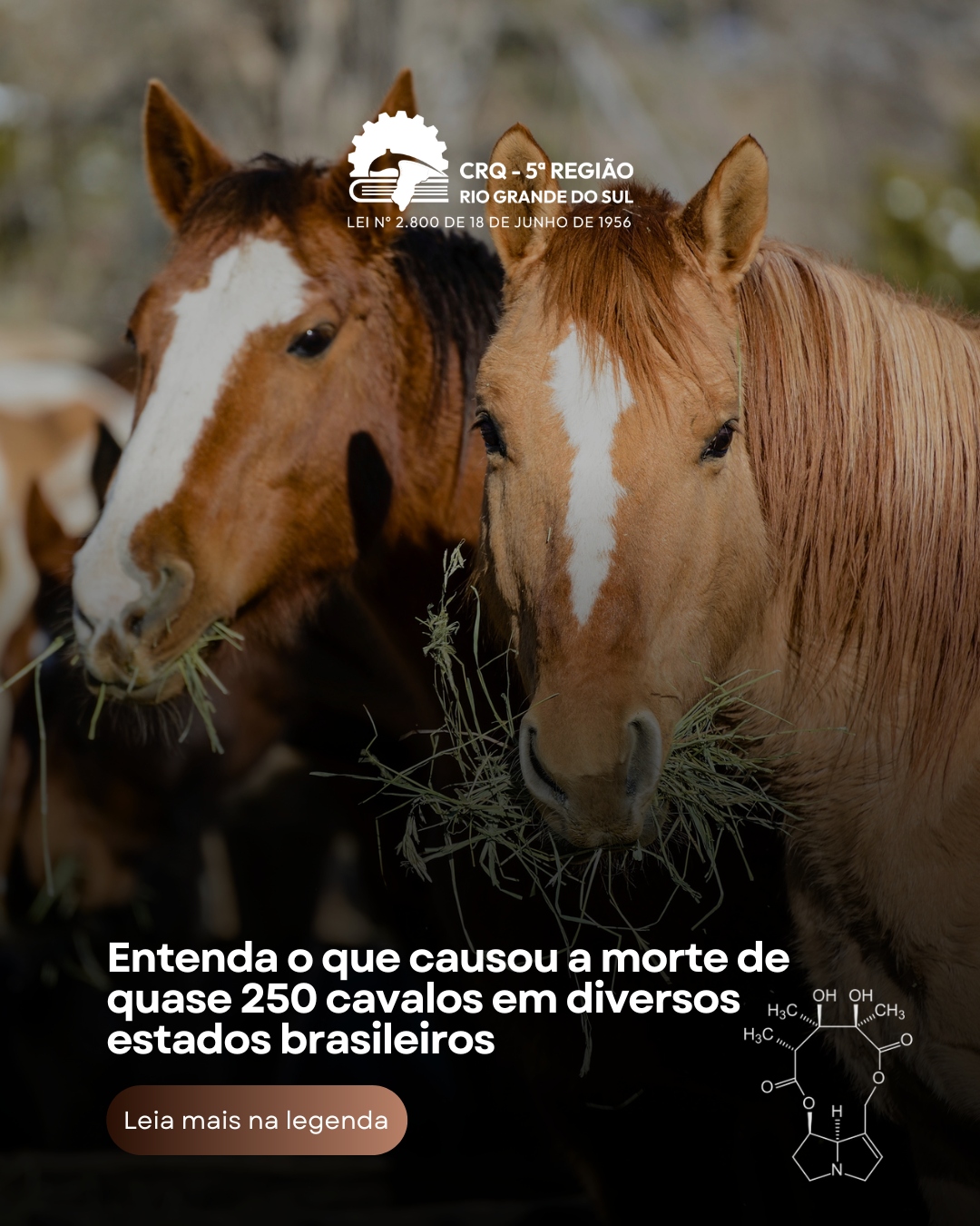 entenda-o-que-causou-a-morte-de-quase-250-cavalos-em-diversos-estados-brasileiros