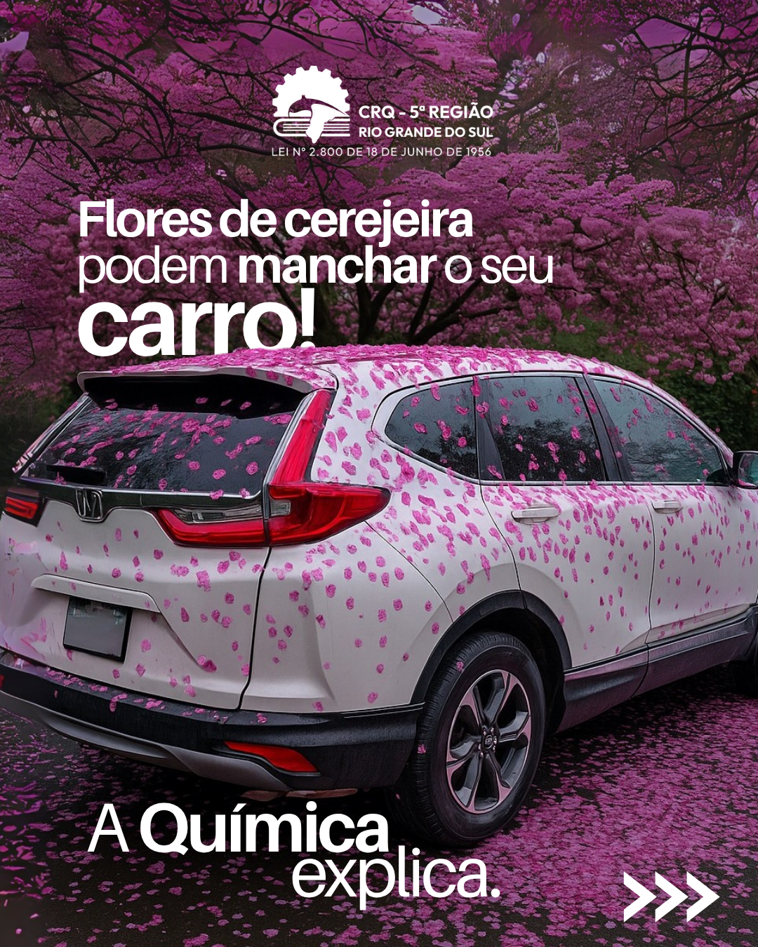 entenda-como-as-flores-de-cerejeira-podem-manchar-o-seu-carro