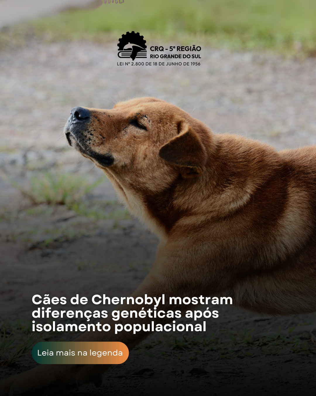 caes-de-chernobyl-mostram-diferencas-geneticas-apos-isolamento-populacional