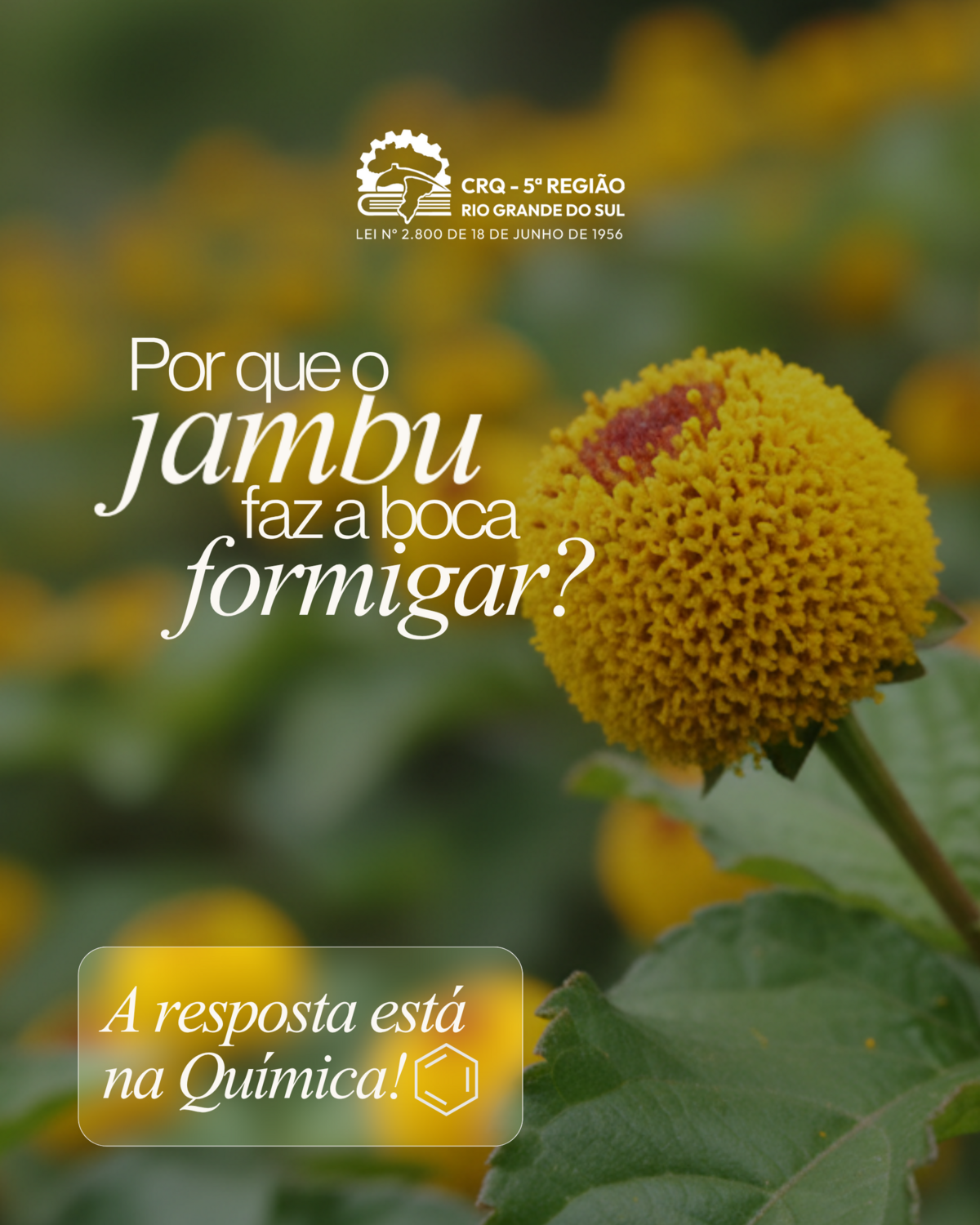 por-que-o-jambu-faz-a-boca-formigar